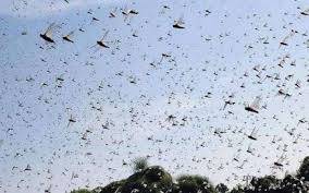 Anti-locust operation completed over 26.26 million acres:NLCC ,july 24, 2020