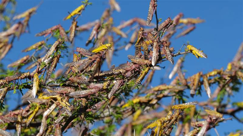 Chinese scientists find smelly locust compound behind swarms August 17, 2020