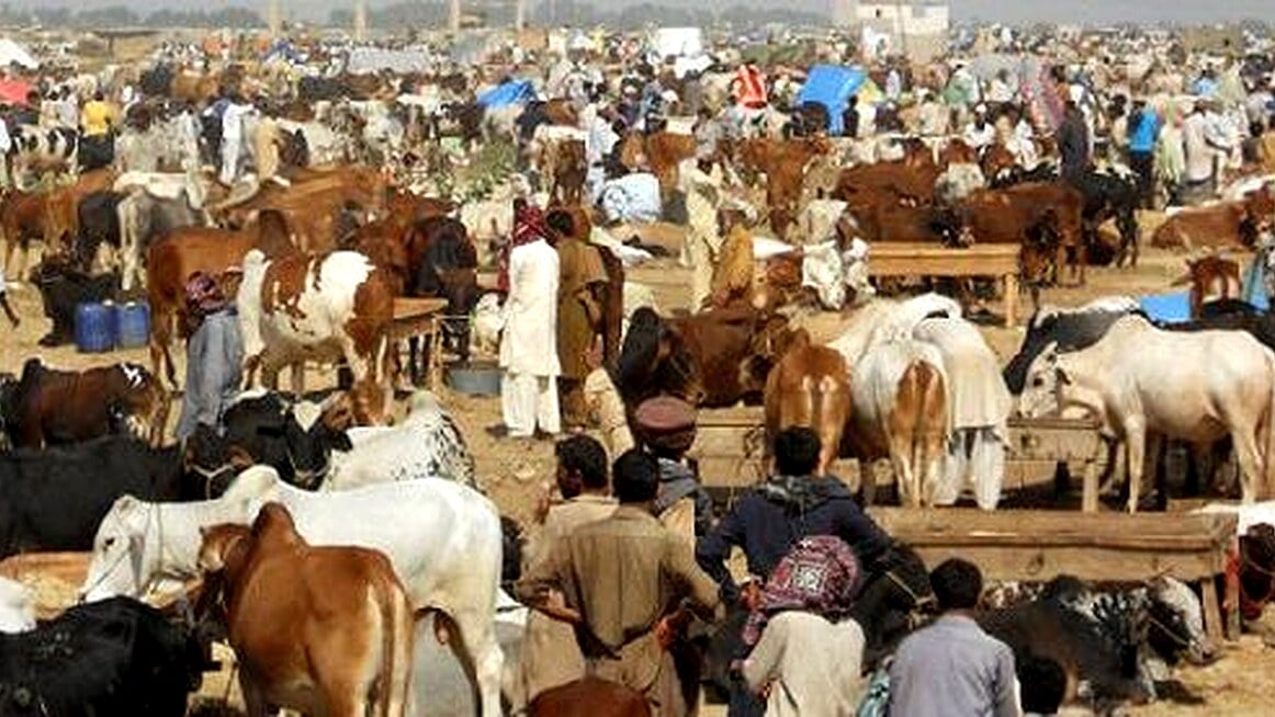 عید الاضحیٰ پر قربانیوں میں بڑی کمی، مہنگائی کا اثر