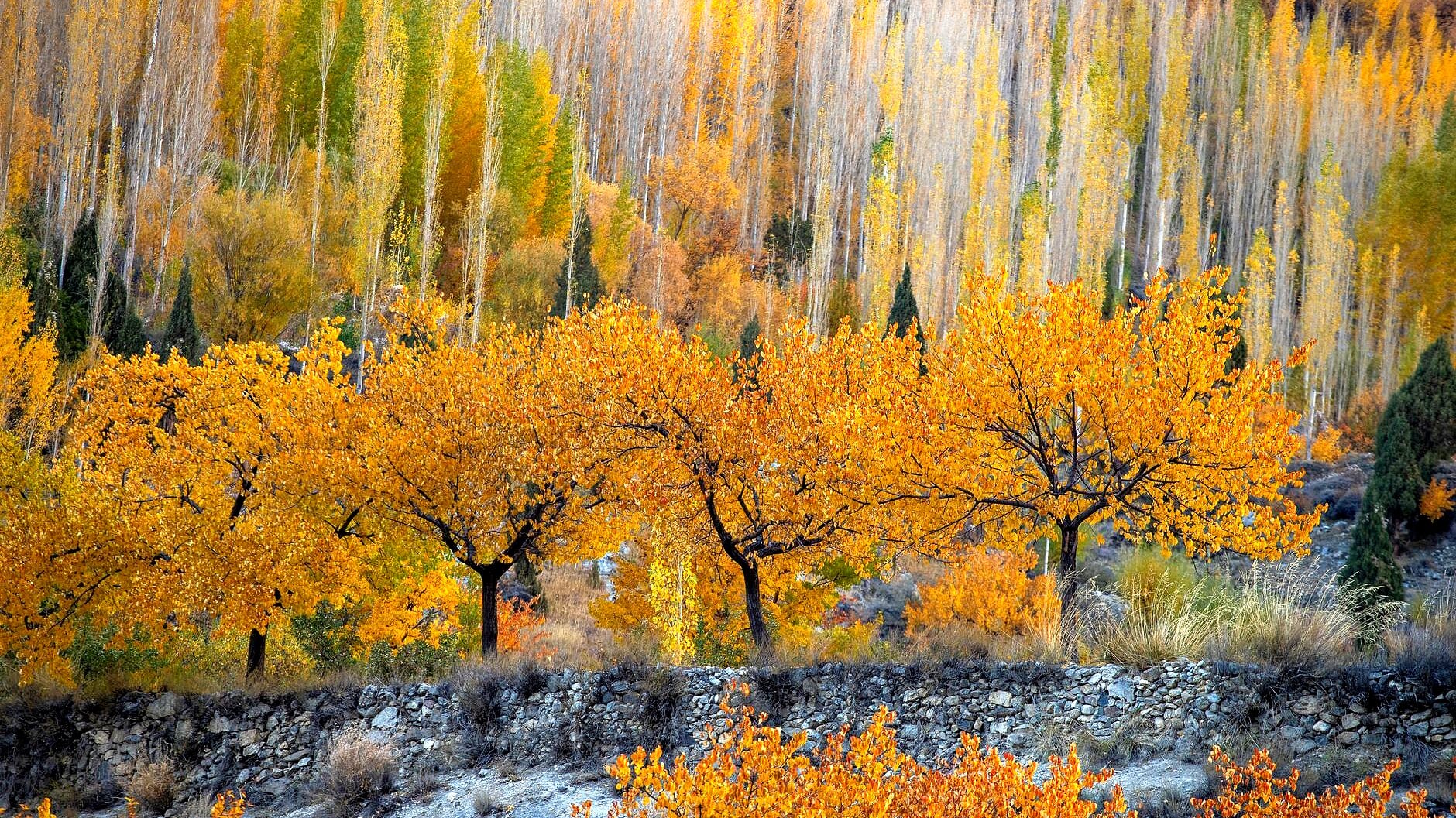 Pakistan Dismisses Indian Claims on Gilgit-Baltistan Elections as Unfounded) Pakistan Dismisses Indian Claims on Gilgit-Baltistan Elections as Unfounded)
